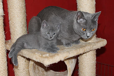 Chartreux Kitten