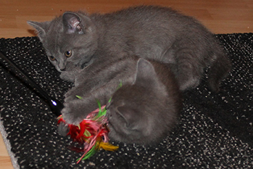 Chartreux Kitten