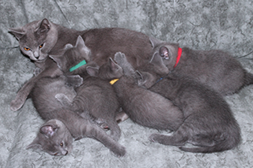 Chartreux Kitten