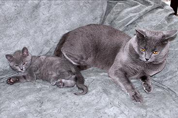 Chartreux Kitten