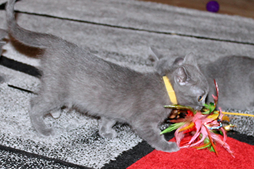 Chartreux Kitten