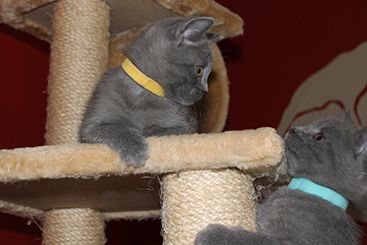 Chartreux Kitten