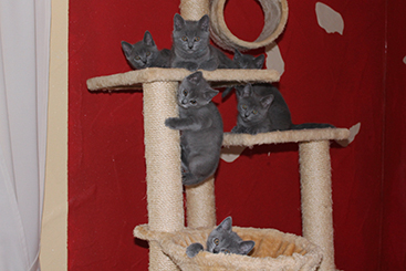 Chartreux Kitten