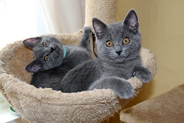 Chartreux Kitten