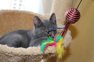 Chartreux Kitten