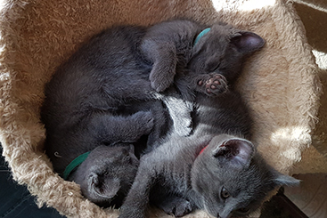 Chartreux Kitten