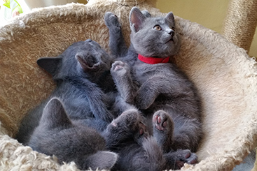 Chartreux Kitten
