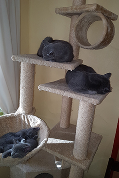 Chartreux Kitten