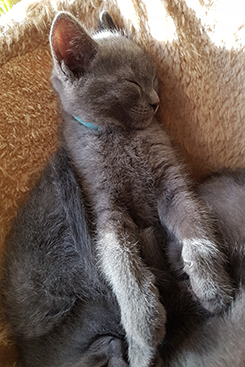 Chartreux Kitten