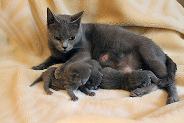Chartreux Kitten