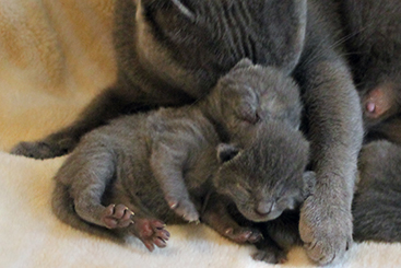 Chartreux Kitten