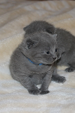 Chartreux Kitten
