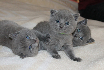Chartreux Kitten