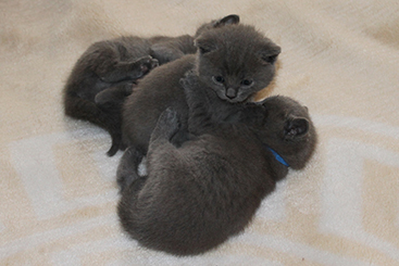 Chartreux Kitten