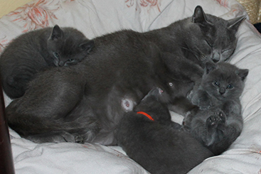 Chartreux Kitten