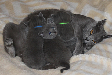 Chartreux Kitten