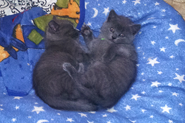 Chartreux Kitten
