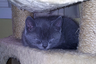 Chartreux Kitten
