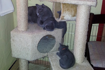 Chartreux Kitten