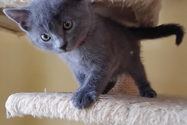 Chartreux Kitten