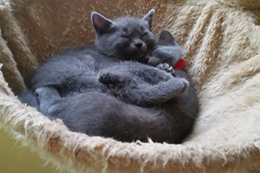 Chartreux Kitten