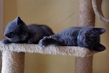 Chartreux Kitten