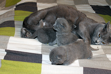 Chartreux Kitten