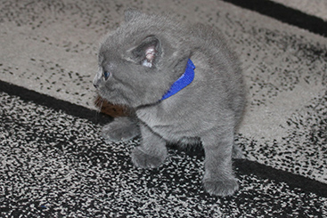 Chartreux Kitten