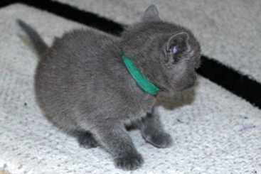 Chartreux Kitten