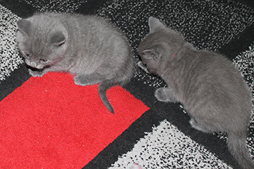 Chartreux Kitten