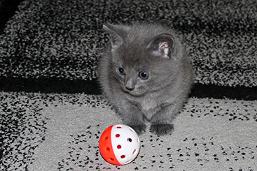 Chartreux Kitten