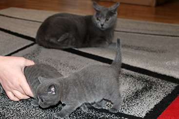 Chartreux Kitten