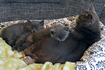 Chartreux Kitten