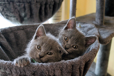 Chartreux Kitten