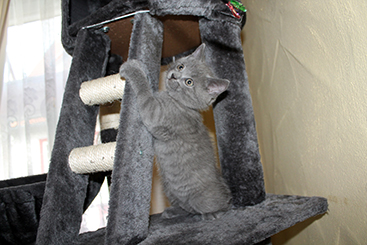 Chartreux Kitten