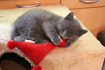Chartreux Kitten