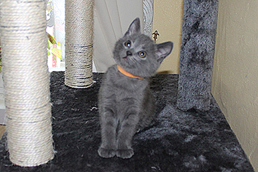Chartreux Kitten
