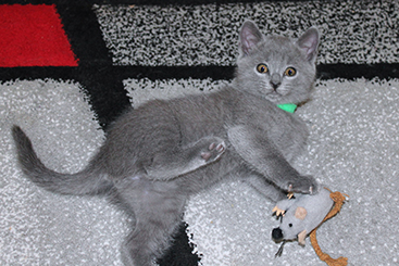 Chartreux Kitten