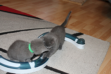 Chartreux Kitten