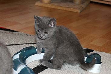 Chartreux Kitten