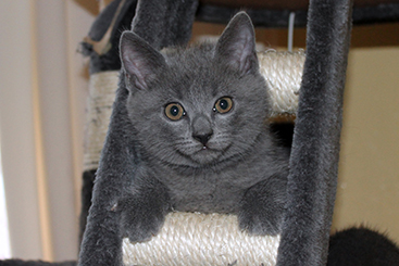 Chartreux Kitten