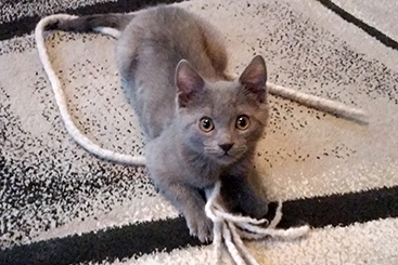 Chartreux Kitten