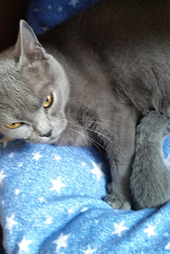 Chartreux Kitten