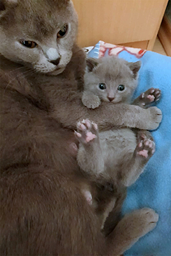 Chartreux Kitten