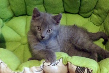 Chartreux Kitten