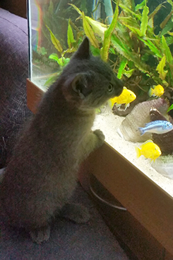 Chartreux Kitten