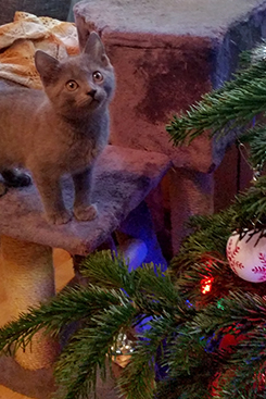 Chartreux Kitten