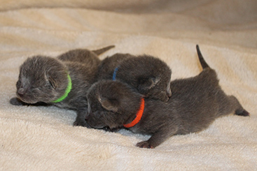 Chartreux Kitten