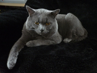 Hitchcock v. Teufelsfelsen