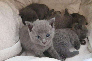 Chartreux Kitten